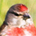 Profile Picture of Dario Cardador Arsenio Brito (@D?rio Cardador) on Flickr