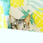 Profile Picture of Audrey Maynard (@maynart) on Instagram