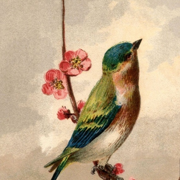 Profile Picture of Cindy Rogan (@maybird82) on Poshmark