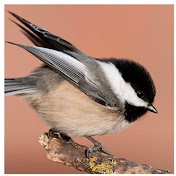 Profile Picture of Janice Hobbs (@janicehobbs6668) on Youtube