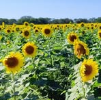 Profile Picture of Irvin Ponce (@Irvin-Ponce) on Facebook