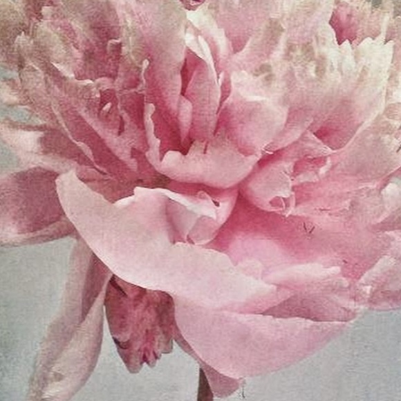 Profile Picture of Xochitl Casillas (@x_casillas) on Poshmark