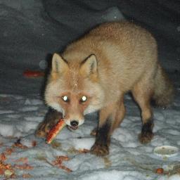 Randy Alexa - Twitter Profile Picture of Randy Alexa (@AlexaRandy) on Twitter