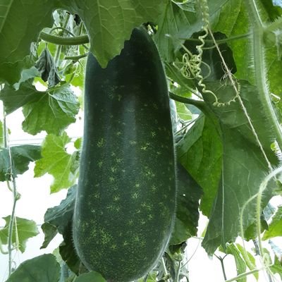 Profile Picture of Lucia Liang (@lucia_liang) on Twitter