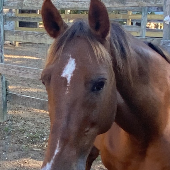 Jennifer Baldassano - Poshmark Profile Picture of Jennifer Baldassano (@squatbooty) on Poshmark