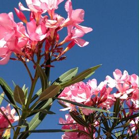 Profile Picture of Joyce Rivera (@jetrivera) on Pinterest