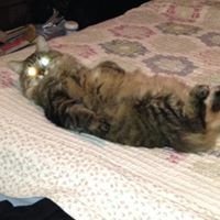 Profile Picture of David Zelonis (@davidzelonis) on Pinterest