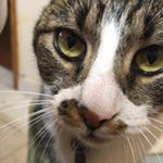 Profile Picture of Simon (@simon.matoscat) on Instagram