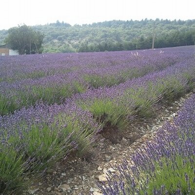 Profile Picture of Doris Stroud Mearig (@impressdd) on Twitter