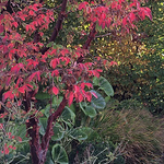 Profile Picture of Paul & Rebecca (@ropergees) on Flickr