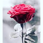 😘😘😘😘 - Instagram Profile Picture of 😘😘😘😘 (@mou_mahanta__) on Instagram