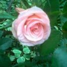 Profile Picture of Beverly Hawkins (@bepink) on Pinterest