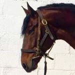 Profile Picture of Eugene (@eugeneryanhorses) on Instagram