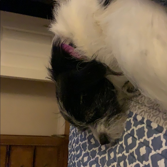 Profile Picture of James Sheehan (@ramfan497) on Poshmark