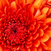 Profile Picture of Madison Case (@Madisoncarley8) on Youtube