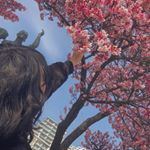 Profile Picture of Masuyama {S}akura (@skr_purple22) on Instagram