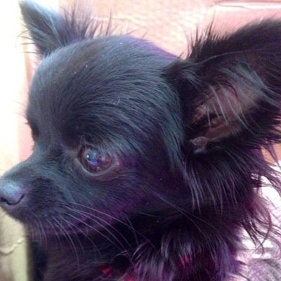 Profile Picture of Anita Millard (@two_chihuahuas) on Twitter