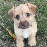 Profile Picture of Finn Howard (@finn.howard) on Instagram