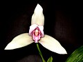 Profile Picture of Lycasteon Wikipedia