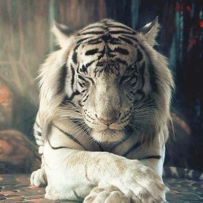 Profile Picture of Paul Brill (@SnakesNArrows) on Twitter