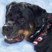 Profile Picture of Shawn Marie Welsh (@rottiemom1908) on Pinterest