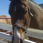 Profile Picture of Kim McArdle Tomczak (@kmtomczak) on Instagram