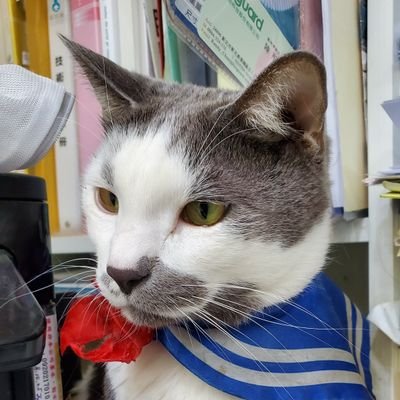 Profile Picture of ChiaYu Lin (@ChiaYuLin12) on Twitter