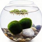 Profile Picture of Wiki & Nelly (@_rasokouleeee._) on Instagram