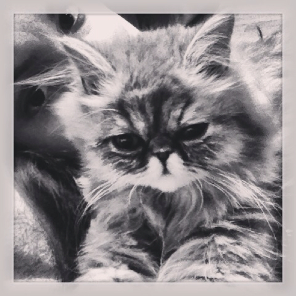 Profile Picture of Sheba Jafari (@shebajafari) on Poshmark