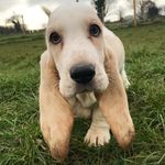 Profile Picture of Russell Greig-Mann (@russell_thebasset) on Instagram