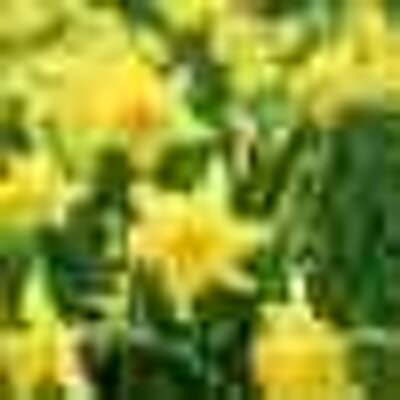 Profile Picture of Jacinta Kennedy (@jacintaKennedy) on Twitter