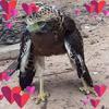 Profile Picture of Carolyn Shackelford (@carolynshackelford_7486) on Tiktok