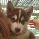 Profile Picture of Derek the Husky (@ahuskynamedderek) on Instagram