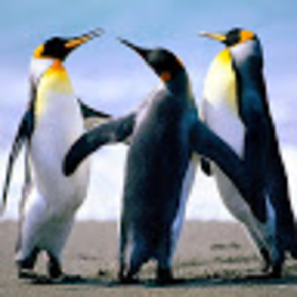 Profile Picture of Anthony Golabek (@anthony_g123) on Poshmark