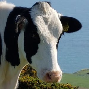 Profile Picture of Justine Collom591 (@justinecollom) on Tiktok