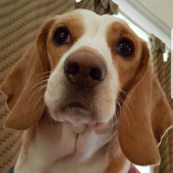 Profile Picture of Rhonda Case (@leaves_trees) on Poshmark