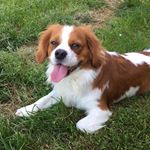 Profile Picture of Scott The Cavalier (@scott_the_cavalier) on Instagram
