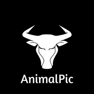 Profile Picture of AnimalPic (@animalpic_post) on Instagram