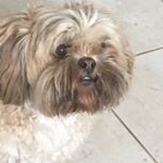 Profile Picture of Minnie Quinn (@minnietheshitzu4) on Instagram