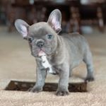 Profile Picture of Frank Bates (@frank.the.frenchie1) on Instagram