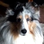 Profile Picture of Cindy Roy (@cindy_ross_roy) on Instagram