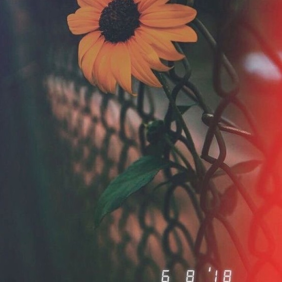 Profile Picture of Alexandra Salomon (@alexandraposh43) on Poshmark