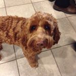 Profile Picture of Rusty Lord 🐶 (@rusty.the.fluffy.puppy) on Instagram