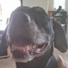 Profile Picture of Randall Tsien (@Wildbiftek) on Twitter