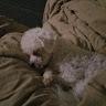 Profile Picture of larry fontenot (@@larryfontenot3) on Tiktok
