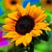 Profile Picture of Sunflower Nguyen (@sunflower260179) on Pinterest