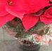 Profile Picture of Ernesto Barone (@ernesto.barone.1042) on Facebook