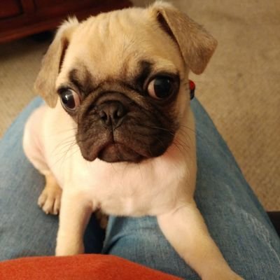 Profile Picture of @FRANK The PUG (@angelalitton373) on Twitter