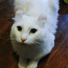 Profile Picture of Oscar-Blk  🐱, Chaly-Gry  🐱, Griffon-Wht  🐱 (@3effingcats) on Twitter