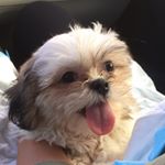 Profile Picture of Joanne Tsai (@jojotsai1232) on Instagram